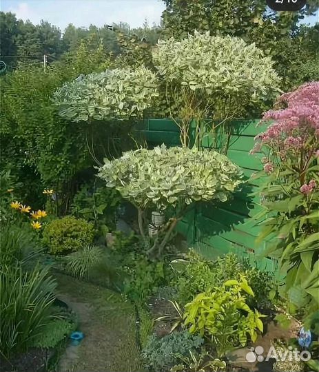 Дерен белый элегантиссима