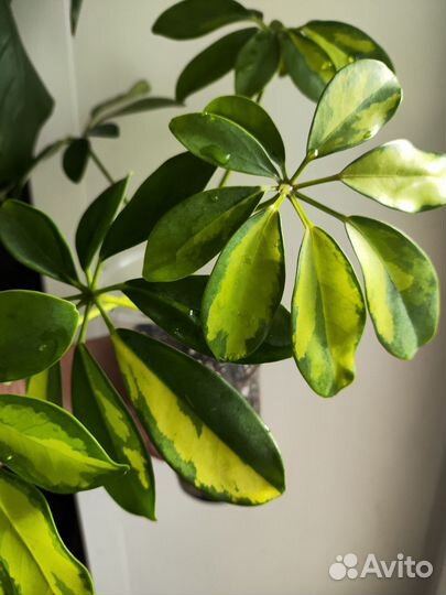 Шефлера вариегатная