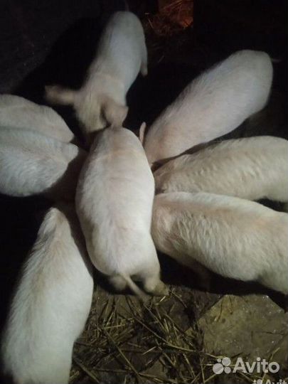 Поросята ландрас