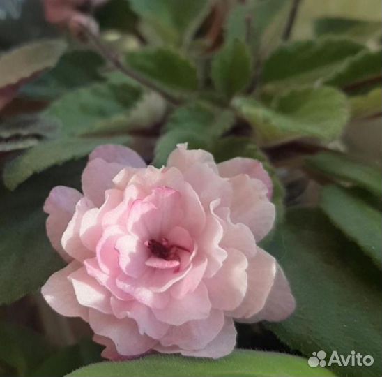 Сортовая фиалка Lituanika (Литуаника)