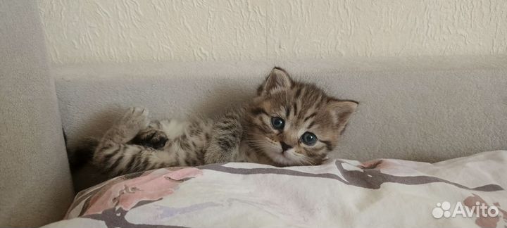 Шотландский кот