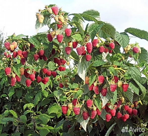 Ремонтантная малина Атлант
