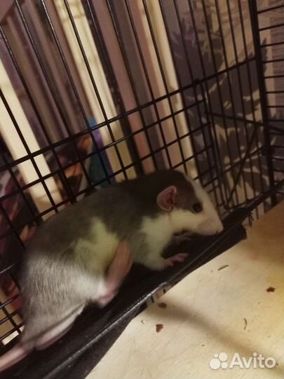 Крысята самцы 150