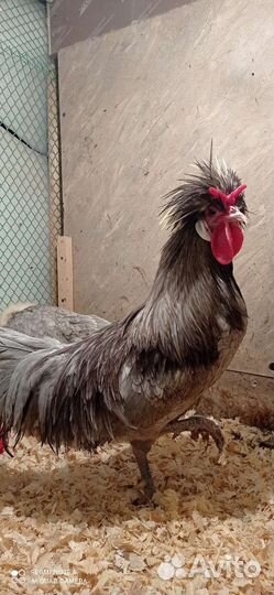 Яйцо, цыплята, куры несушки, петухи