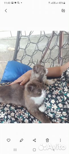 Кошка и котята в добрые руки