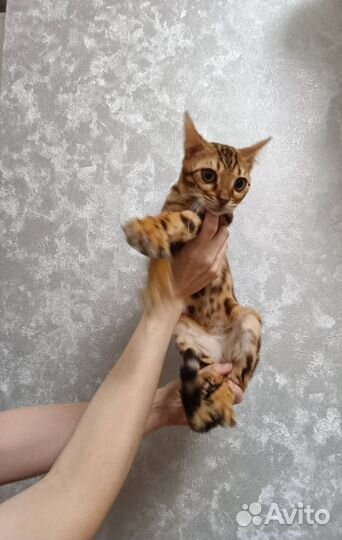 Котик мальчик