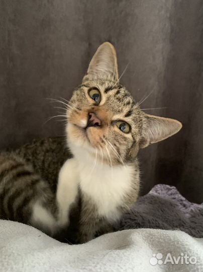 Котенок бесплатно
