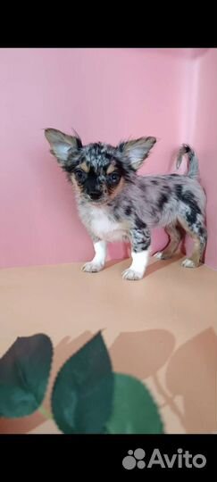 Чихуахуа девочка с искоркой