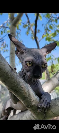 Двэльф long straight