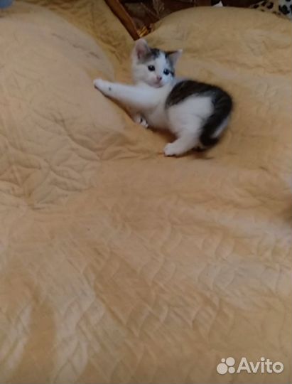 Котенок в добрые руки