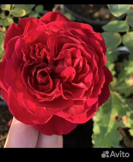 Роза кустовая