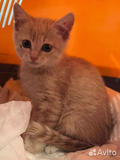 Персиковый котенок в дар