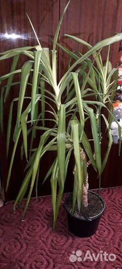 Пальма юкка 1.6м