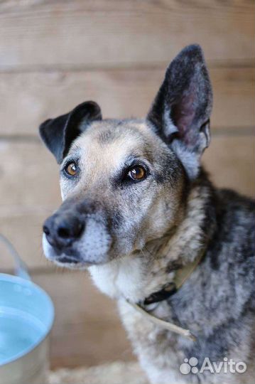 Собака в добрые руки из приюта