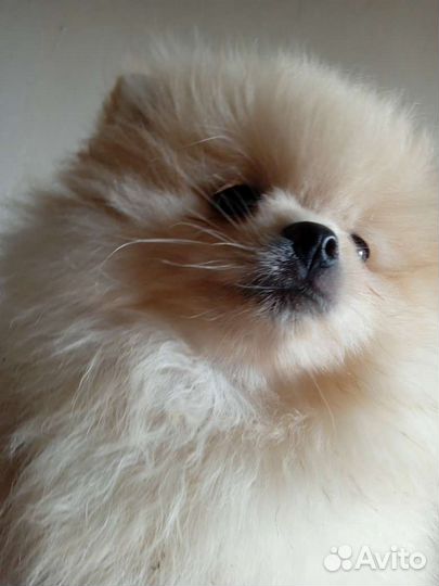 Щенки померанского шпица