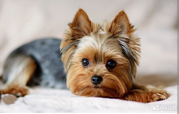 Передержка собак маленьких пород