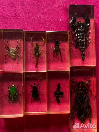 Насекомые и их знакомые