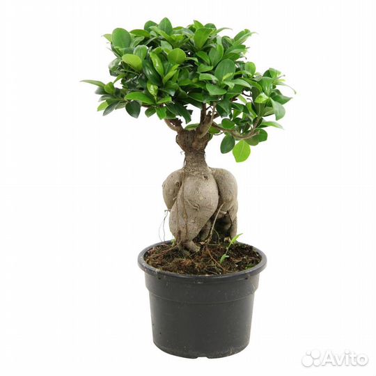 Фикус ginseng D12 микрокарпа