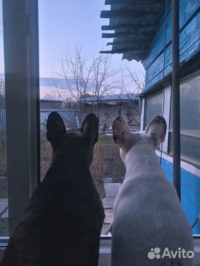 Передержка собак