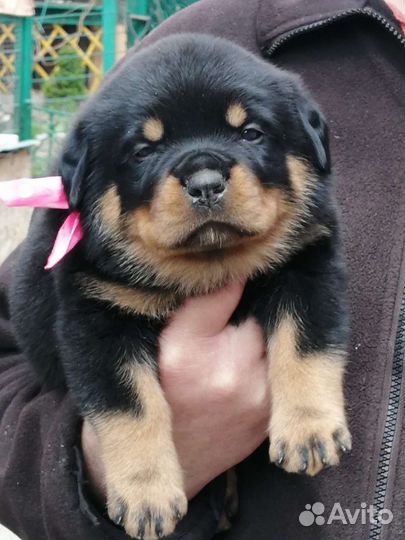 Щенки ротвейлера продажа