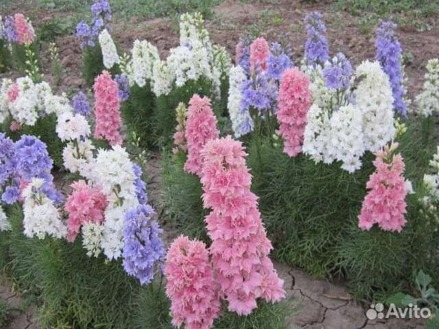 Дельфиниум (Гиацинт)семена