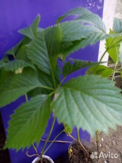 Девичий виноград