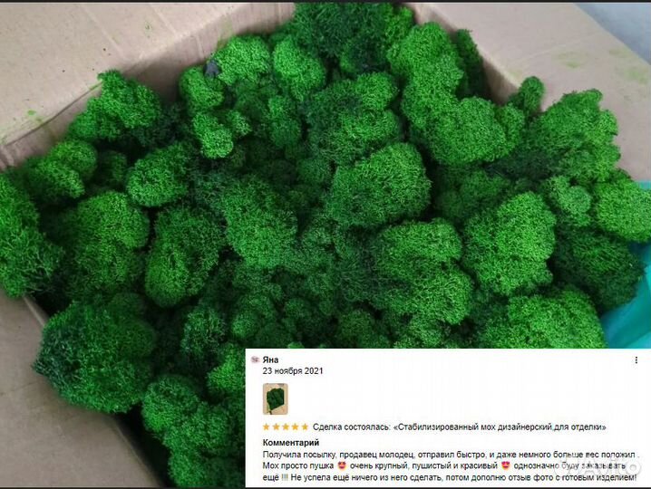 Стабилизированный мох кочки ягель яркий и сочный