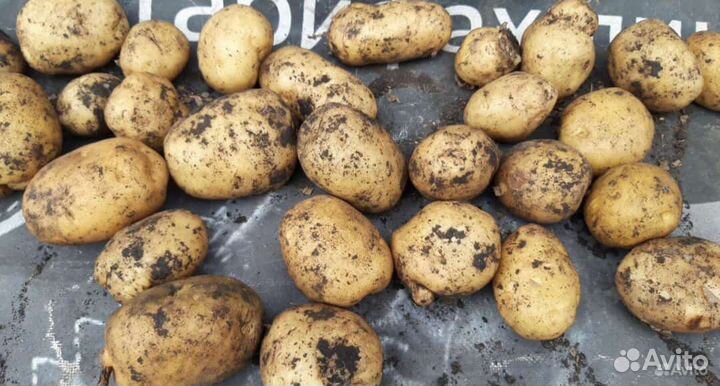 Картофель домашний гала