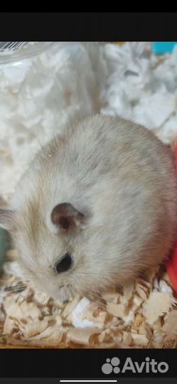 Джунгарский хомяк с клеткой