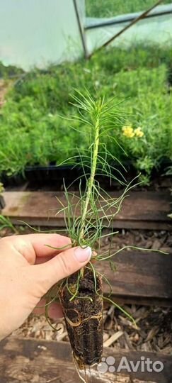 Сеянцы ели зкс