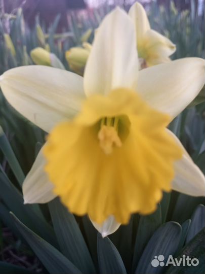 Луковицы нарциссов