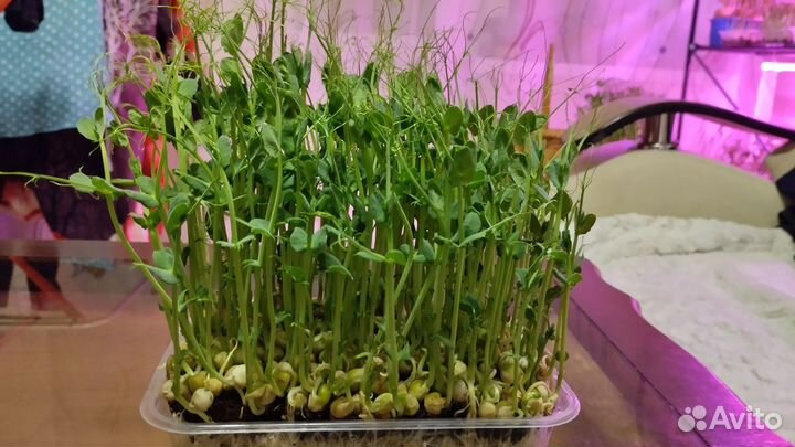 Микрозелень