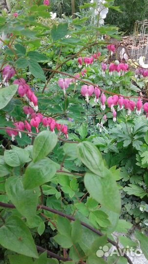 Многолетние садовые цветы