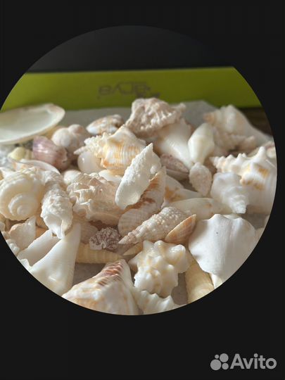 Морские ракушки