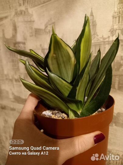 Сансевиерия сортовая