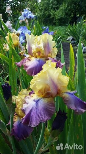 Ирисы бородатые сортовые