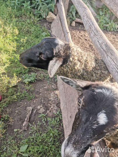 Овцы бараны на мясо