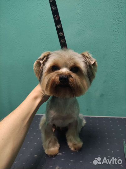 Стрижка кошек и собак Солнечный