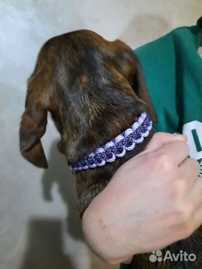 Ошейник, адресник