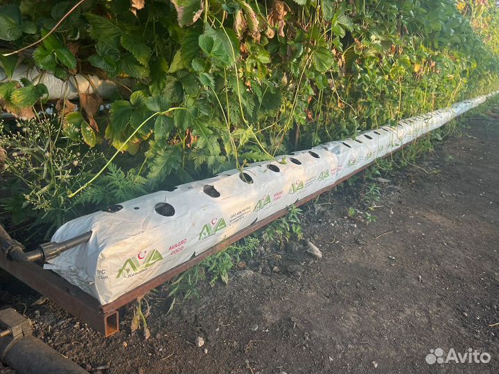 Кокосовый субстрат клубника