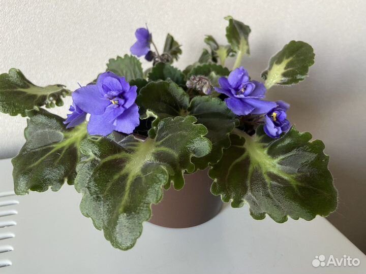 Фиалка цветущая в горшке