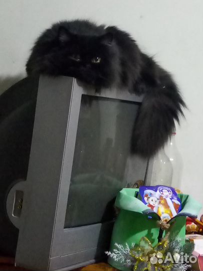 Кот