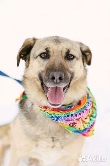 Собака в добрые руки отдам бесплатно