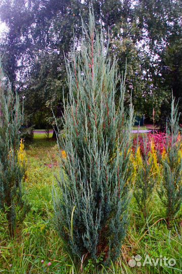 Можжевельник скальный Блю Эрроу