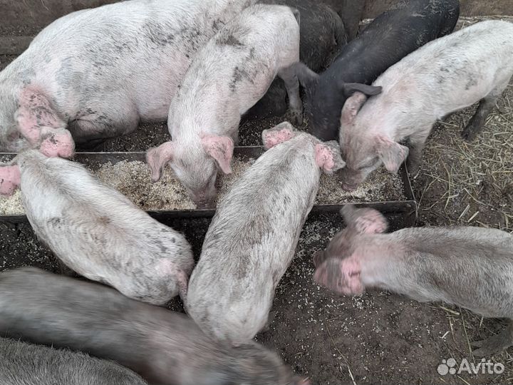 Продаю поросят месяц и ниделя