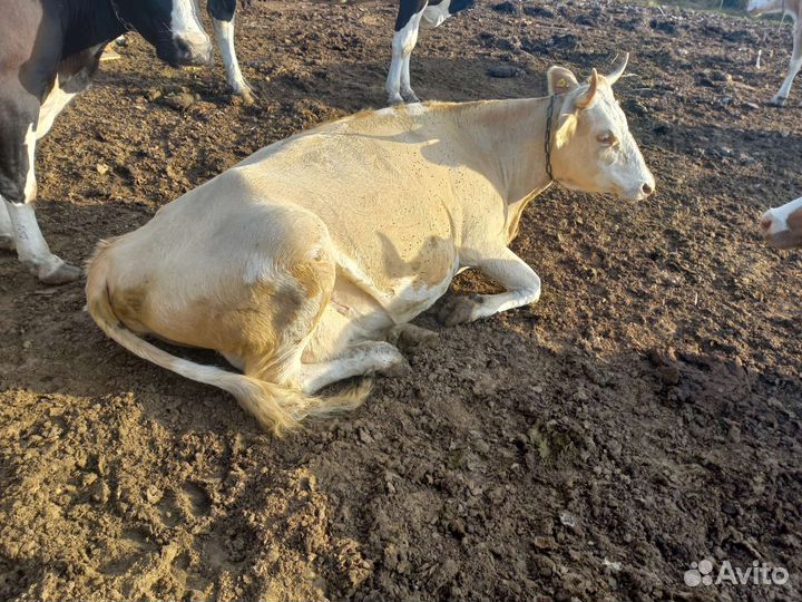 Коровы дойные