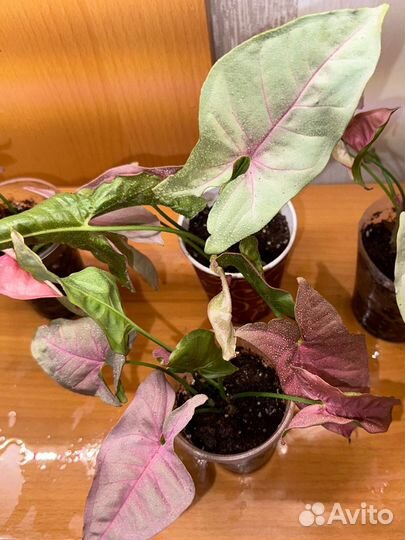 Сингониум неон пинк