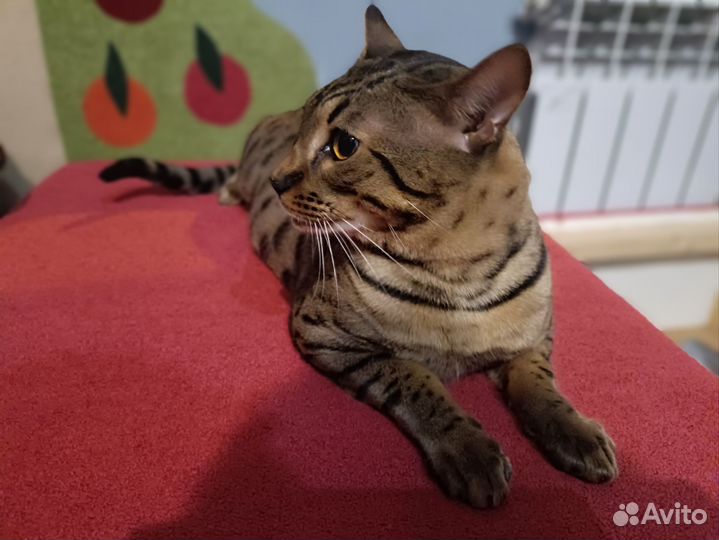 Котята саванна ф5