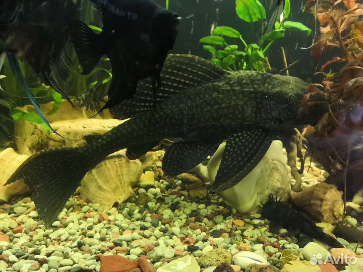 Сом птеригоплихт