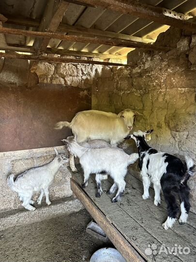 Коза, козлята